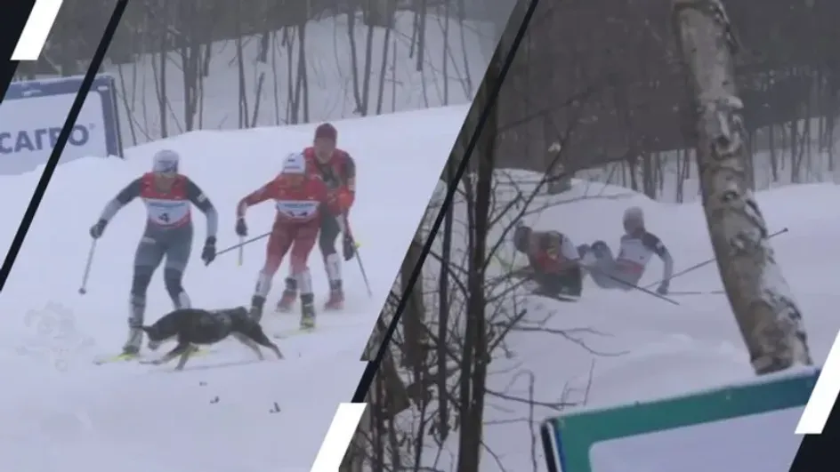 На чемпионате России двух лыжниц сбила с ног собака
